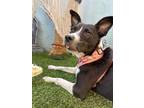 Adopt Valeria a Brown/Chocolate - with Tan Border Collie / Canaan Dog / Mixed