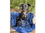Adopt Jack (Ziggy’s 10 Babies) a Black Pit Bull Terrier / Beagle / Mixed dog