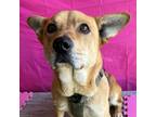 Adopt Scooby a Tan/Yellow/Fawn Shepherd (Unknown Type) / Corgi / Mixed dog in