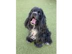 Adopt Donald a Merle Cocker Spaniel / Mixed dog in Cape Coral, FL (41104026)