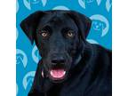 Adopt Leo a Black Labrador Retriever / Mixed Breed (Large) / Mixed dog in