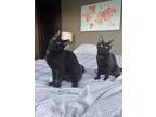 Adopt Dante and Pepita a All Black American Shorthair (short coat) cat in