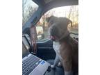 Adopt Banjo a White - with Black American Staffordshire Terrier / Mixed Breed
