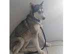 Adopt Aurora a Gray/Blue/Silver/Salt & Pepper Husky / Mixed Breed (Medium) /