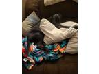 Adopt Millie a Black Labrador Retriever / Mixed Breed (Medium) / Mixed dog in