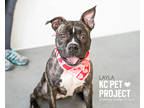 Adopt Layla a Black American Pit Bull Terrier / Boxer / Mixed (short coat) dog