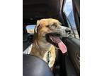 Adopt Luna a Red/Golden/Orange/Chestnut Bloodhound / Mixed dog in Colorado