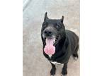 Adopt Sam **NEEDS FOSTER** a Black Belgian Malinois / Thai Ridgeback / Mixed dog