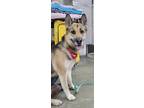 Adopt Iris a Black - with Tan, Yellow or Fawn German Shepherd Dog / Mixed dog in