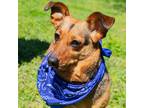 Adopt Carter a Brown/Chocolate Miniature Dachshund / Mixed Breed (Medium) /