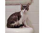 Adopt Loralei a Brown Tabby Domestic Shorthair (short coat) cat in Wilmington