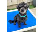 Adopt Martin a Black - with Gray or Silver Poodle (Miniature) / Mixed dog in San