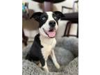 Adopt Sky a White - with Black Australian Shepherd / Border Collie / Mixed dog