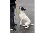 Adopt Harley a Black - with White English Pointer / German Shorthaired Pointer /
