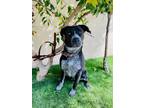 Adopt ROXIE a Black - with White German Shorthaired Pointer / Mixed dog in