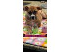 Adopt Leslie a Brown/Chocolate - with Tan Boxer / Mixed dog in Winsted
