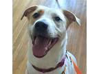 Adopt Lucy a Tan/Yellow/Fawn - with White Retriever (Unknown Type) / Mixed dog