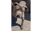 Adopt KEN a Merle American Pit Bull Terrier / Mixed Breed (Medium) / Mixed
