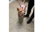 Adopt Carman a Red/Golden/Orange/Chestnut Cattle Dog / Carolina Dog / Mixed dog