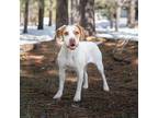 Adopt Sophie a White - with Tan, Yellow or Fawn Mixed Breed (Medium) / Mixed dog