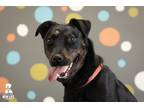 Adopt Pandora a Black - with Tan, Yellow or Fawn Rottweiler / Mixed dog in