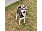 Adopt 84415 Huckleberry a White Husky / Mixed Breed (Medium) / Mixed (short
