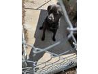 Adopt Madden a Black Shepherd (Unknown Type) / Golden Retriever / Mixed (short