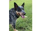 Adopt Tango a Brindle Blue Heeler / Australian Shepherd / Mixed dog in Bristol