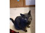 Adopt GG a Gray or Blue Domestic Shorthair / Mixed (short coat) cat in