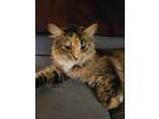 Adopt Bella a Calico or Dilute Calico Domestic Shorthair (short coat) cat in