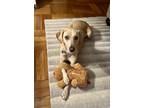 Adopt Astro a Tan/Yellow/Fawn Labrador Retriever / Vizsla / Mixed dog in