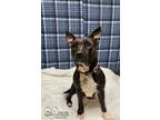 Adopt Xena a Black American Pit Bull Terrier / Mixed Breed (Medium) / Mixed