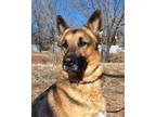 Adopt Forrest a Black German Shepherd Dog / Mixed Breed (Medium) / Mixed (short
