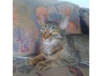 Adopt Bernice a Brown Tabby Domestic Shorthair / Mixed Breed (Medium) / Mixed