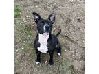 Adopt Kali a Black American Pit Bull Terrier / Mixed Breed (Medium) / Mixed