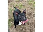 Adopt Rocky a Black American Pit Bull Terrier / Mixed Breed (Medium) / Mixed