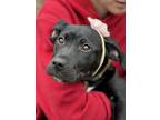 Adopt Raven a Black - with White Labrador Retriever / Border Collie / Mixed dog