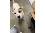 Adopt thelma a White - with Tan, Yellow or Fawn Mixed Breed (Medium) / Mixed dog