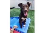 Adopt WILLOW a Brown/Chocolate - with White Border Collie / Australian Kelpie /