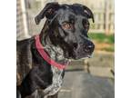 Adopt Atlas a Brindle - with White Dalmatian / Pit Bull Terrier / Mixed dog in