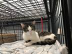 Adopt Nina a Brown Tabby Domestic Shorthair / Mixed Breed (Medium) / Mixed