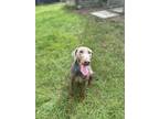 Adopt Silver a Black - with Gray or Silver Doberman Pinscher / Mixed (short