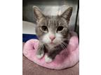 Adopt Joy a Gray, Blue or Silver Tabby Domestic Shorthair (short coat) cat in