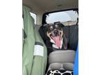 Adopt Rio a Black - with Brown, Red, Golden, Orange or Chestnut Beagle / Mixed
