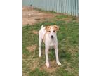 Adopt Grace a White - with Brown or Chocolate Whippet / Hound (Unknown Type) /