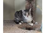 Adopt Sassy a White (Mostly) Domestic Shorthair / Mixed Breed (Medium) / Mixed