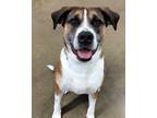 Adopt Laredo a Brown/Chocolate - with White Black Mouth Cur / Coonhound (Unknown