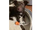 Adopt WILLOW a Brown/Chocolate - with White Border Collie / Australian Kelpie /