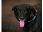 Adopt Gulliver a Black Labrador Retriever / Mixed dog in Somerset, PA (41099470)