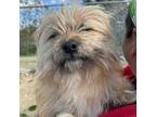 Adopt Shaggy a Red/Golden/Orange/Chestnut Cairn Terrier / Wheaten Terrier /